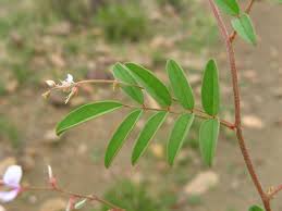 Image result for Indigofera transvaalensis