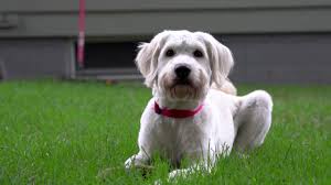 We only have a few litters of puppies a year. Mini Goldendoodle Puppies For Sale Greenfield Puppies
