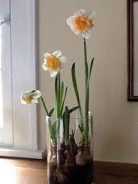 These Daffodils Are Growing In Water With River Rocks To Support Them I Keep The Water Level Just To The Bottom Of The Bulb Plants Indoor Plants Water Plants