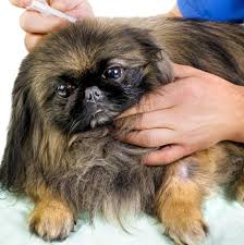 Studies have shown that most animals have immunity from the diseases they are vaccinated against for at least three years after their first booster. Is Opting Out Of Rabies Vaccination An Option For Pet Owners Petmd