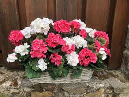 Image result for foto muškáty