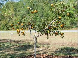 Alibaba.com offers 959 kaki fruit products. Maekawa Jiro Persimmon Tree Just Fruits And Exotics