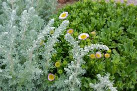 Image result for Artemisia sp.no.1