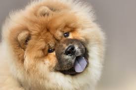 Check spelling or type a new query. 13 Fluffy Dog Breeds We Love From The Pekingese To The Portuguese Water Dog Daily Paws