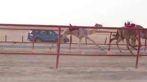 Bactrian camels | these camels have shaggy fur and two humps to help them cope with the temperature extremes of the gobi desert and surrounding grasslands. Free Camels Stock Video Footage Download 4k Hd 63 Clips