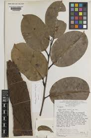 Image result for Dactyladenia gilletii