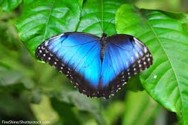 Blue morpho color palette created by wendigone that consists #eeeeee,#4d82f4,#3359e3,#273058,#000000 colors. Blue Morpho Butterfly Facts Information Pictures Video