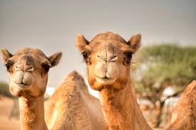 The camel then progressively asks permission to put more and more of his body in the tent and finally the man has to leave the tent because his camel is so, the minute that camel sticks its nose under the tent entrance, smack that nose, get it out, and prevent the whole mess. Urgent Signatures Needed On Petition Against Massive 5 Day Cull Of 10 000 Camels In Australia During Drought Wildfires World Animal News