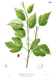 Image result for Morus indica
