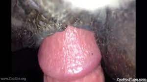 Compilation of mare pussy fucking with creampies