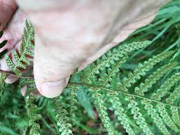 Image result for Landolphia foretiana