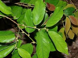Image result for Cleistanthus
