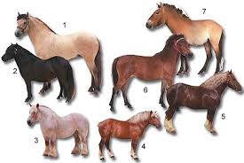 their are many different types of horses