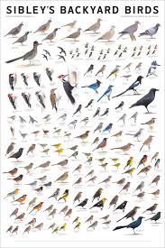 North America Bird Identifier By Picture Sibley S Backyard Birds Of Western North America Poster In 2020 Birds Backyard Birds Bird Identification