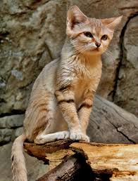 Feral cat behavior generally includes fleeing from or fighting humans, as feral cats are raised exclusively by other cats and usually have little to no. The Adaptations Of The Only True Desert Cat Poc