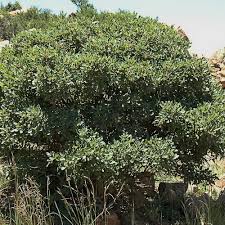 Image result for Searsia rogersii