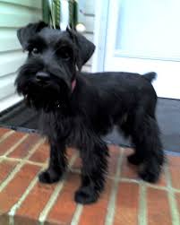 Black And White Schnauzer Google Image Result For Http Www Trammellsqualityschnauzers Com Beasleys Christmas Haircut 12 Schnauzer Puppy Miniature Schnauzer Puppies Miniature Schnauzer