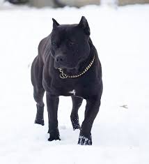 Pin On Pets And Animals