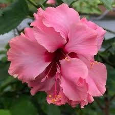 Image result for Hibiscus seineri