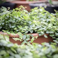 Image result for Ficus pygmaea