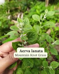 Image result for Aerva