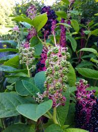 Image result for Phytolacca