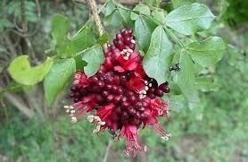 Image result for Schotia brachypetala