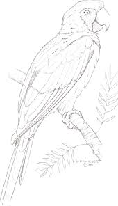 Coloring For Adults Kleuren Voor Volwassenen Dessin Perroquet Dessin D Animal Croquis Animaux