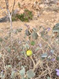 Image result for Solanum campylacanthum 'incanum type'
