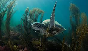 Image result for Kelp Green 2007 S-Max