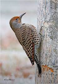 Male and female northern flickers vary only slightly. Northern Flicker Female By Tom Munson Northern Flicker Pretty Birds Beautiful Birds