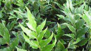 Given the proper environment, most are tough and dependable. Japanese Holly Fern Cyrtomium Falcatum From Taylor S Nursery