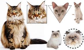 Pet Researcher Claims A Felines Features Can Reveal Its