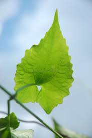 Image result for Mikania cordata