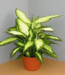 Dieffenbachia Dumb Cane Camille House Plants Garden Supplies Plants