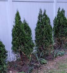 Image result for thuja drying out dead dried symptoms)