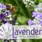 Lavender in the Village