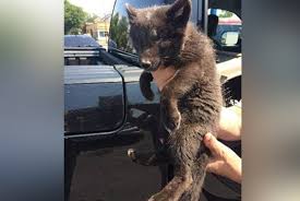 > all activity partners artists childcare general groups local news and views lost & found missed connections musicians pets politics rants & raves rideshare volunteers. Woman Tries To Sell Baby Arctic Fox On Craigslist