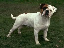 Waiting list is now open for top quality kc reg champion sired gold health tested true to breed standard english bulldogs if you would be interested in a pup and would like to be added to list please contact me. Engam Bulldog American Bulldog And The English Bulldog Mix