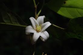 Image result for Annonaceae