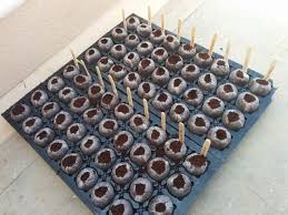 Vegetable Seed Sowing Schedule For June Hydroponics