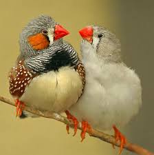 Zebra Finches Central Australia By Happy Jack Tropical Feathers Birds Cute Birds Zebra Finch