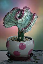 Whatever you call it, this unusual plant is sure to make a bold statement, wherever you plant it. Coral Cactus Little Monster Of Succulent World Unusualseeds