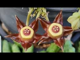 Image result for Duvalia polita