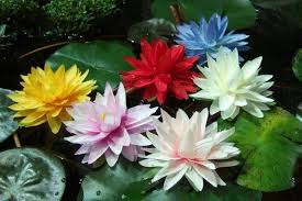 Flor de Lotus coloridas - Lótus Clínica do Ser