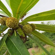 Image result for Breonadia