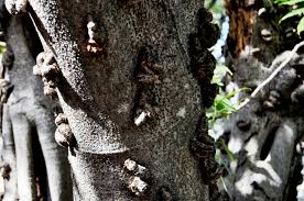 Image result for Ficus sansibarica