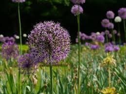 They're beautiful and just slightly paler mauve than 'purple sensation'. Hd Wallpaper Allium Flowers In Bloom In Garden Allium Plant Allium Giganteum Wallpaper Flare