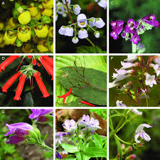 Image result for Plantaginaceae