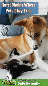 Comparing pet fees when determining where to book a stay can save you some big bucks. Hotel Chains Where Pets Stay Free Gopetfriendly Com